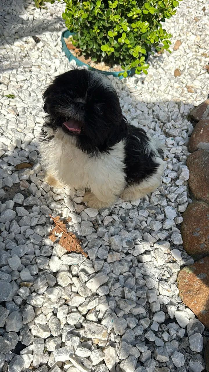 Shihtzu  - Foto 3