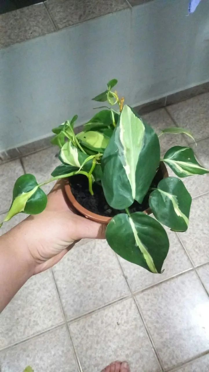 Plantas - Foto 2