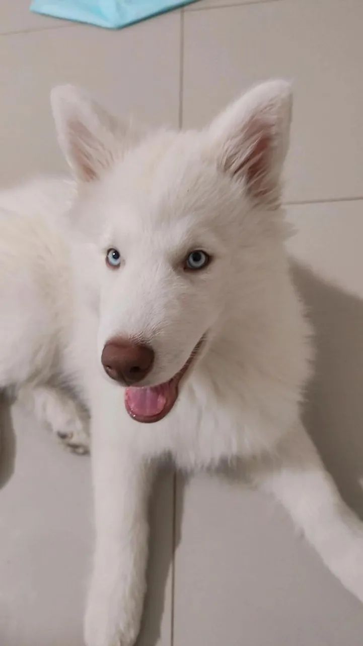 Husky Siberiano  - Foto 4