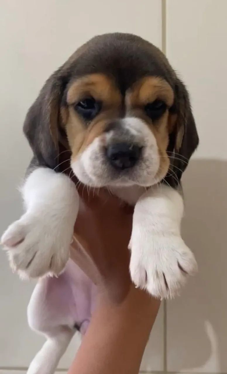 Beagle entregamos 