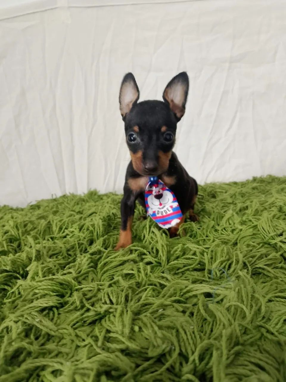 Pinscher fêmea e macho disponível 