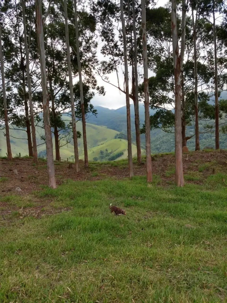 Sítio bairro Selado Paraibuna com 242000 m2 - - Foto 5