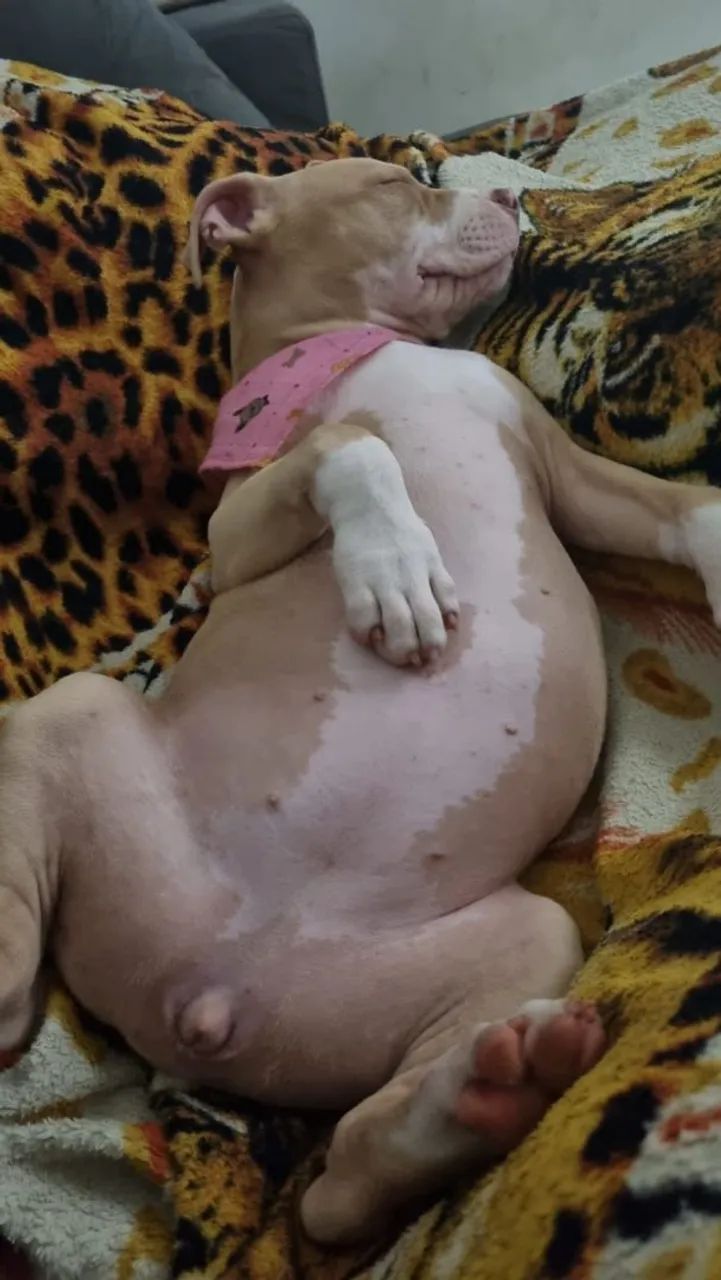 Filhote de pitbull  - Foto 2