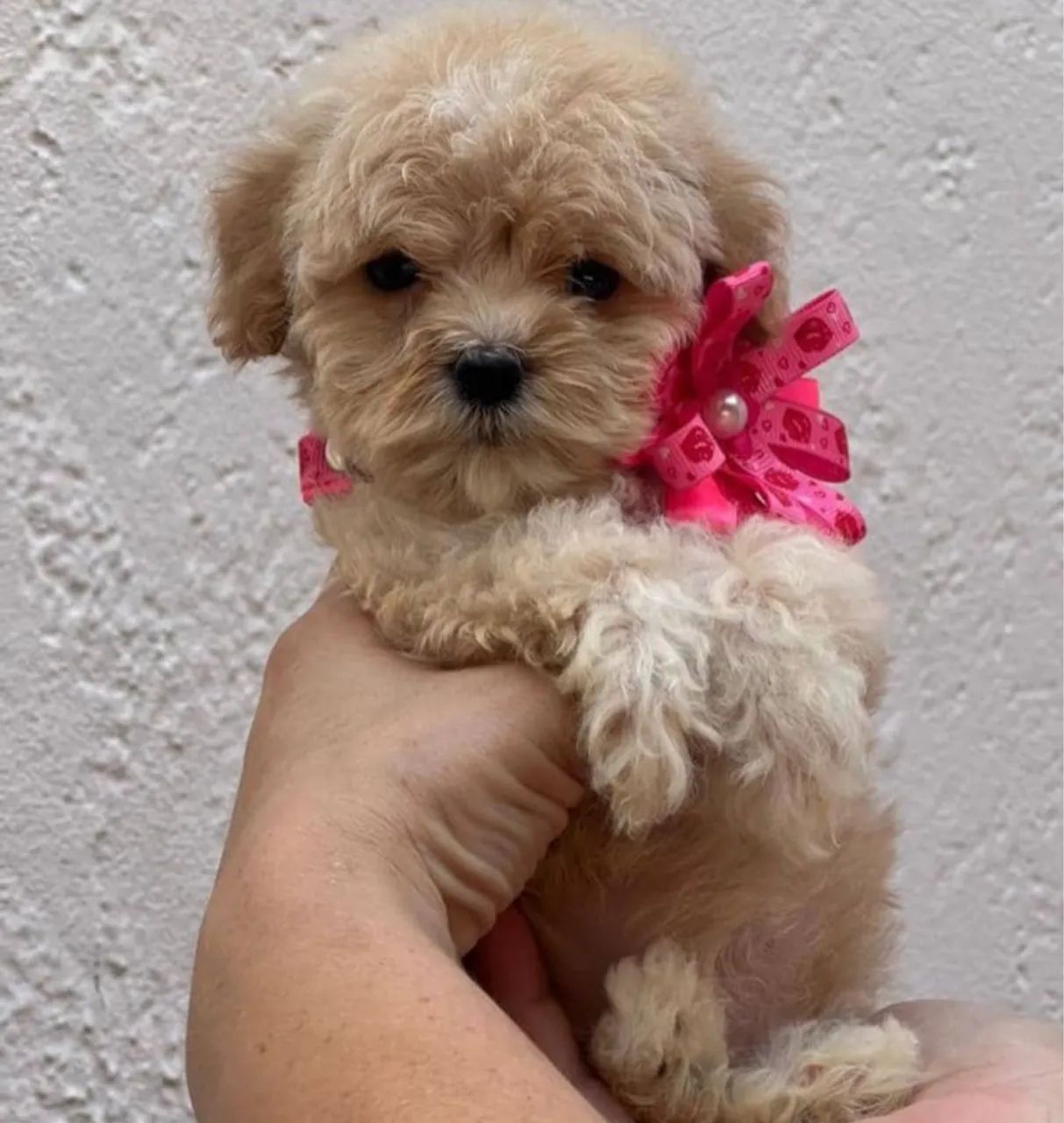 Poodle micro toy  - Foto 2