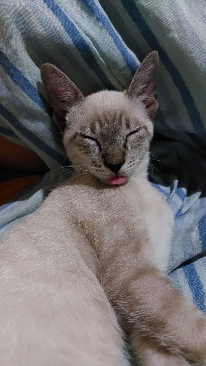 Doação de gatos machos adoção responsável  - Foto 2