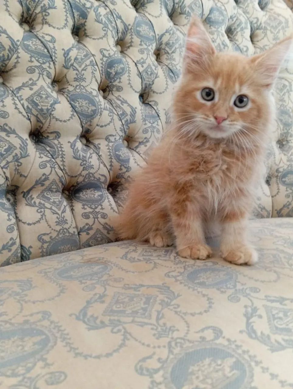 Fêmea Maine Coon  - Foto 3