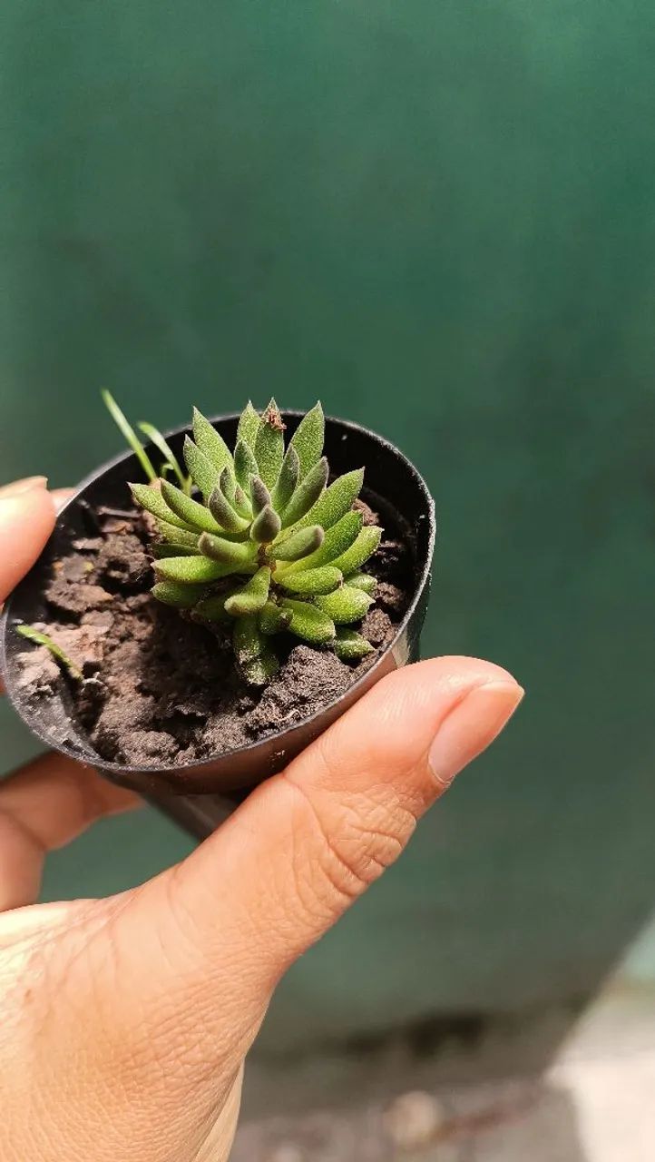 Suculentas e cactos  - Foto 3