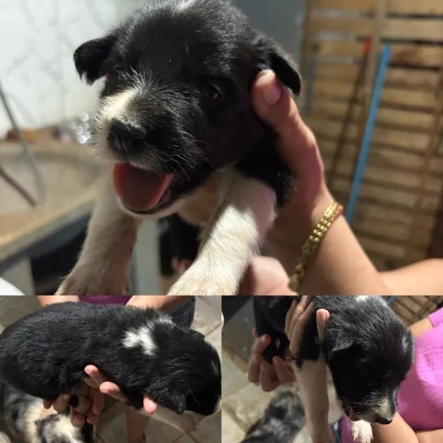 ? NINHADA DE BORDER COLLIE DISPONÍVEL ? - Foto 5