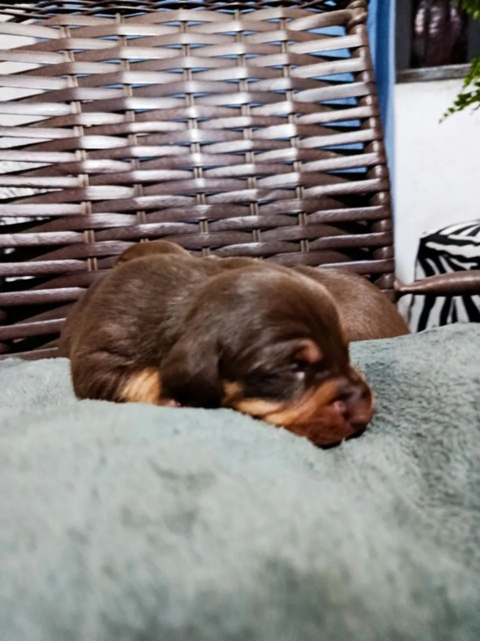 Filhote de daschunds 
