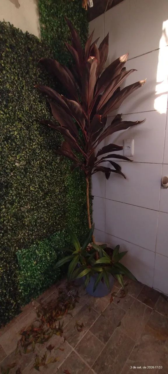 Dracena com 1,65mt