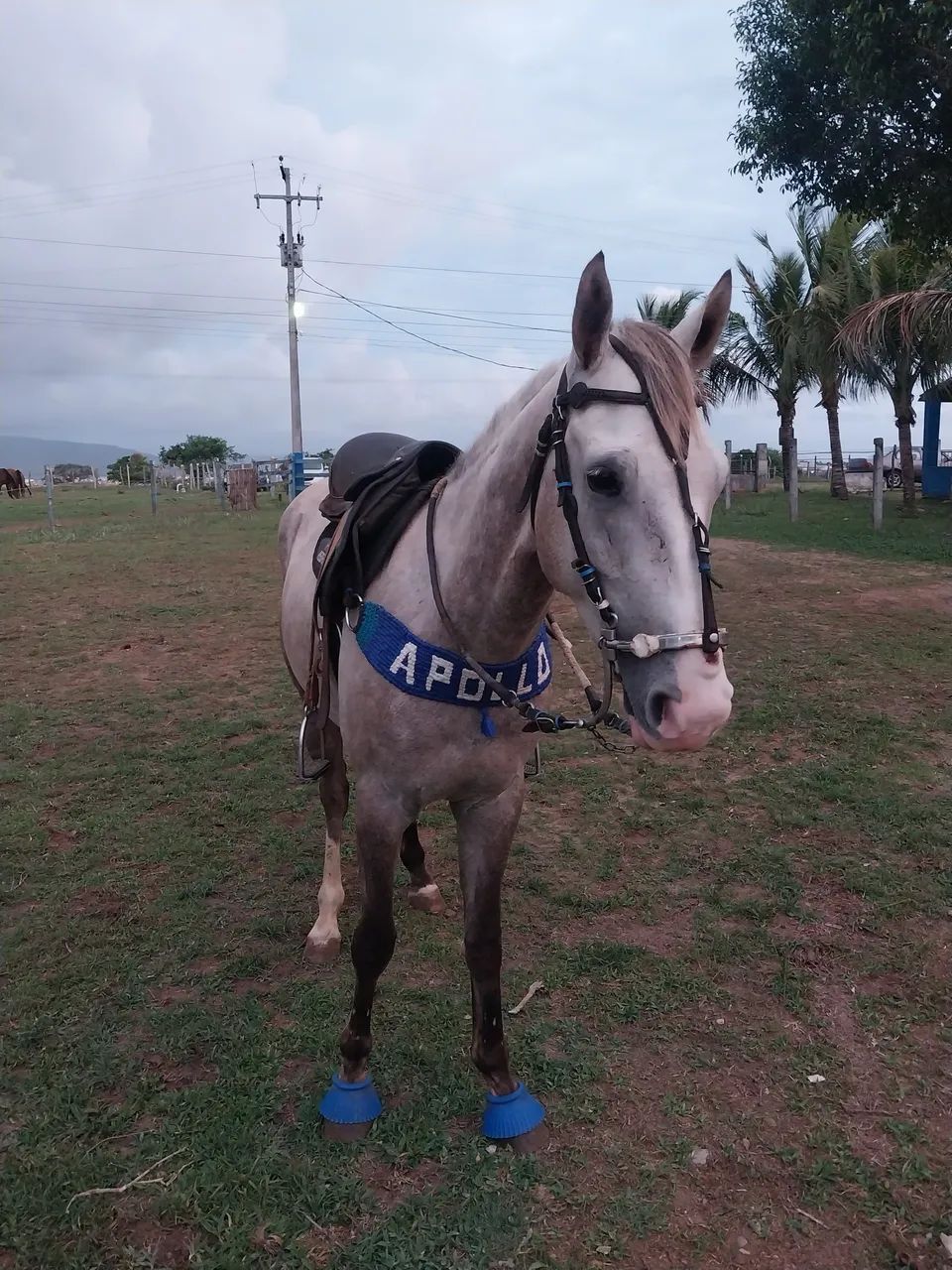 Cavalo manso de vaquejada 