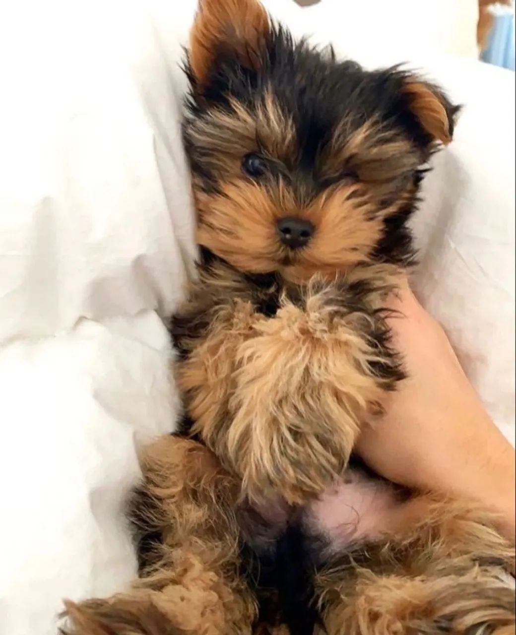 Yorkshire Terrier Mini - Excelente Pedigree - Foto 2