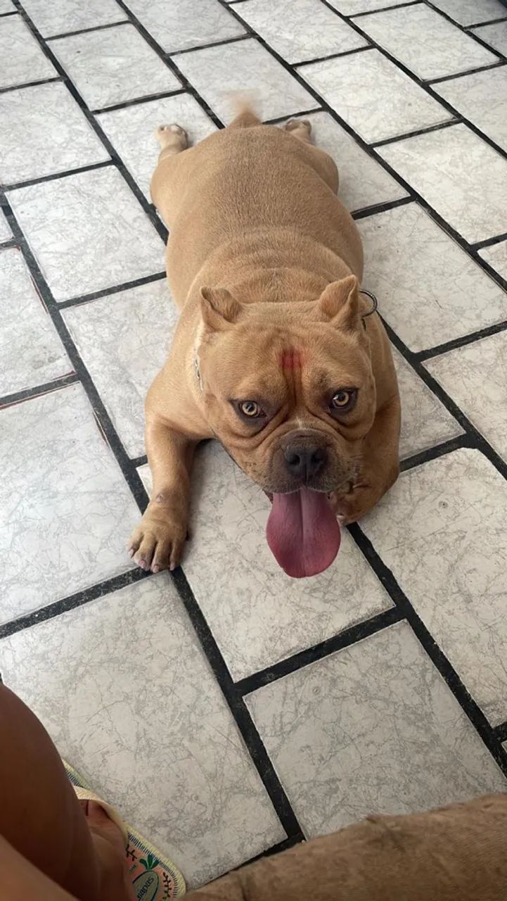 Vendo filhote american bully  - Foto 5