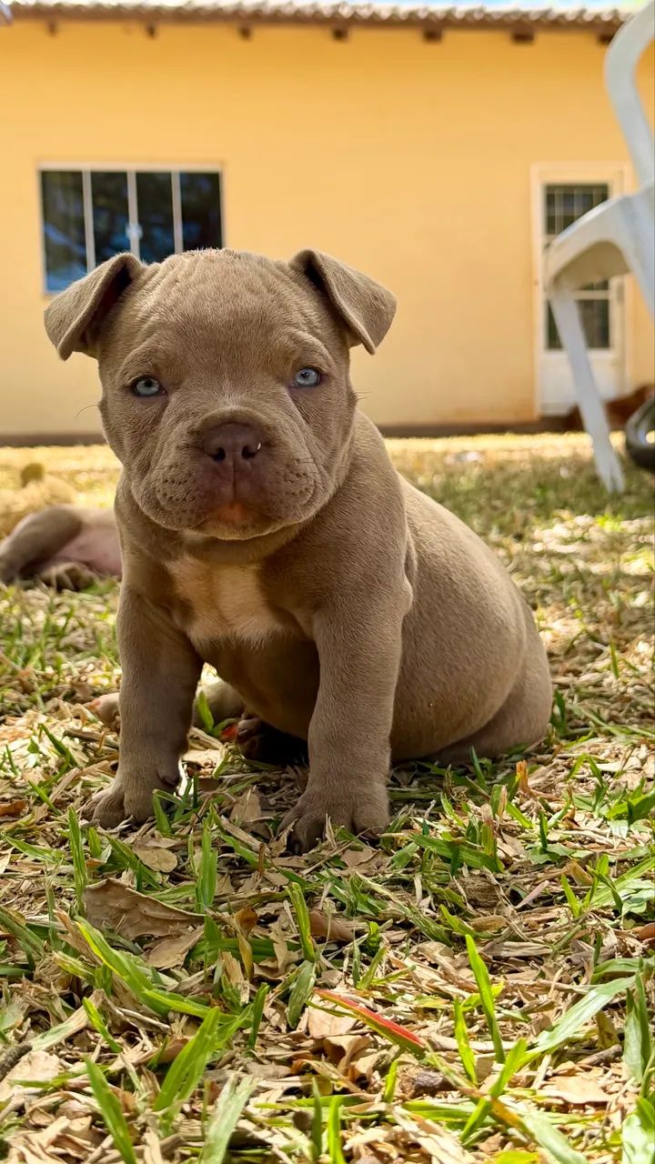 Filhotes American Bully Micro - Foto 2