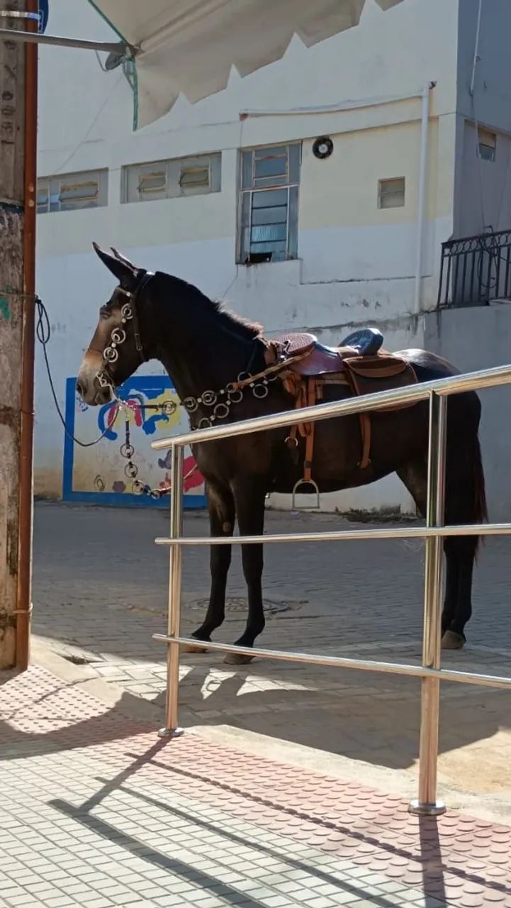 Mula de Patrão  - Foto 4