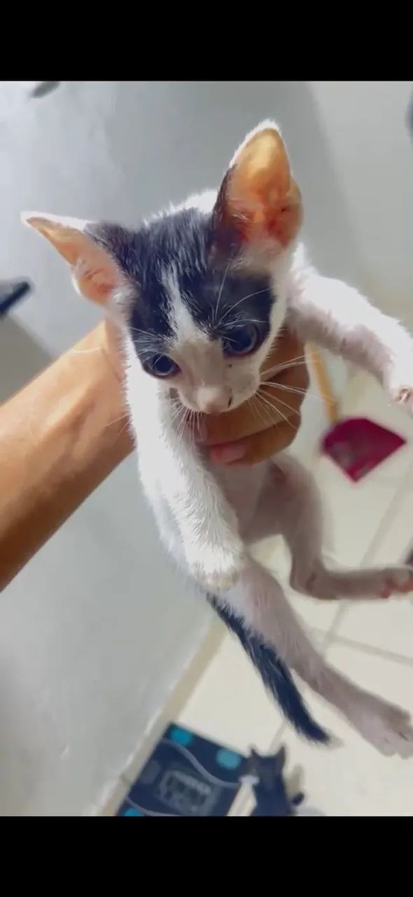 Animais - Foto 2