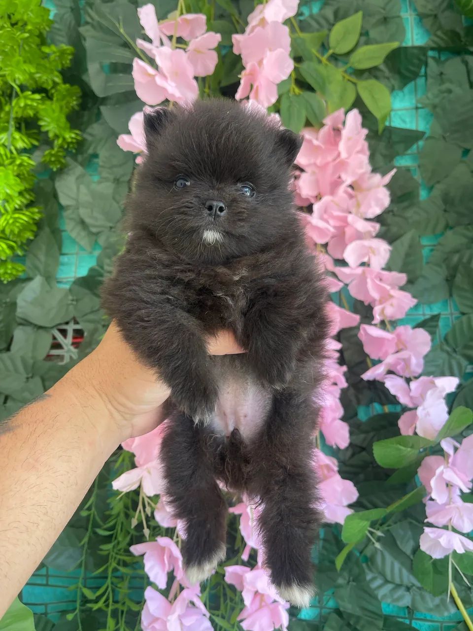 Spitz Alemão - Lulu da Pomerania - 12 x 