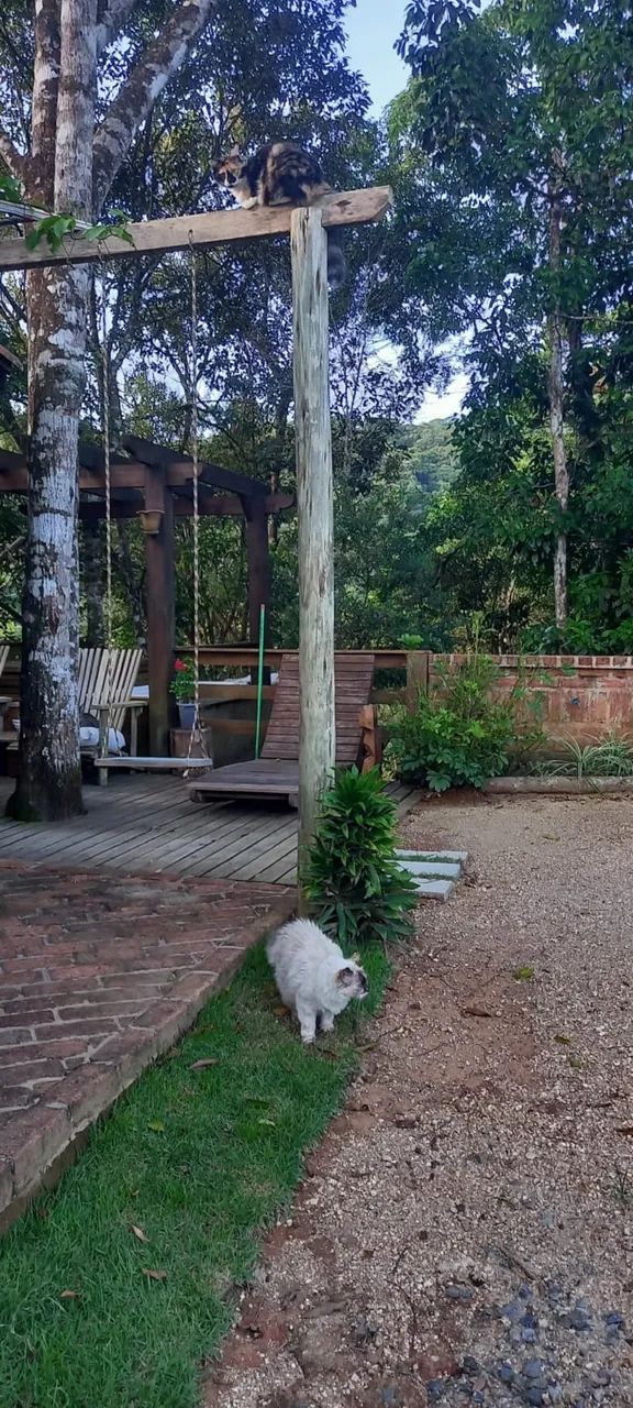 CASA NA ÁRVORE  - Foto 4