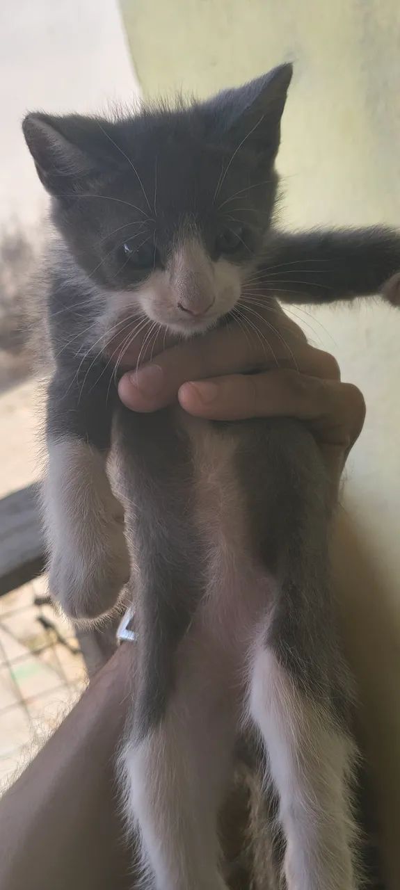 Gatos para adoção  - Foto 3