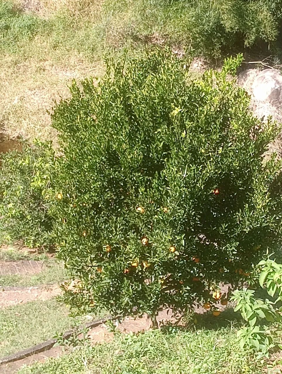 Tangerinas ponkan caixa  - Foto 5