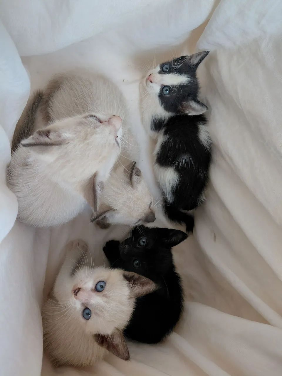 Todos queremos amor! Doação de lindos gatinhos  - Foto 4