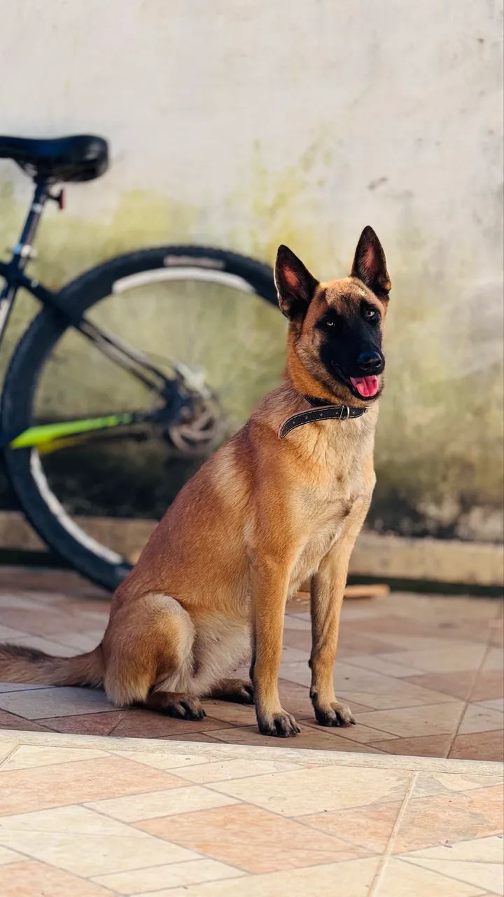 Pastor Malinois  - Foto 2
