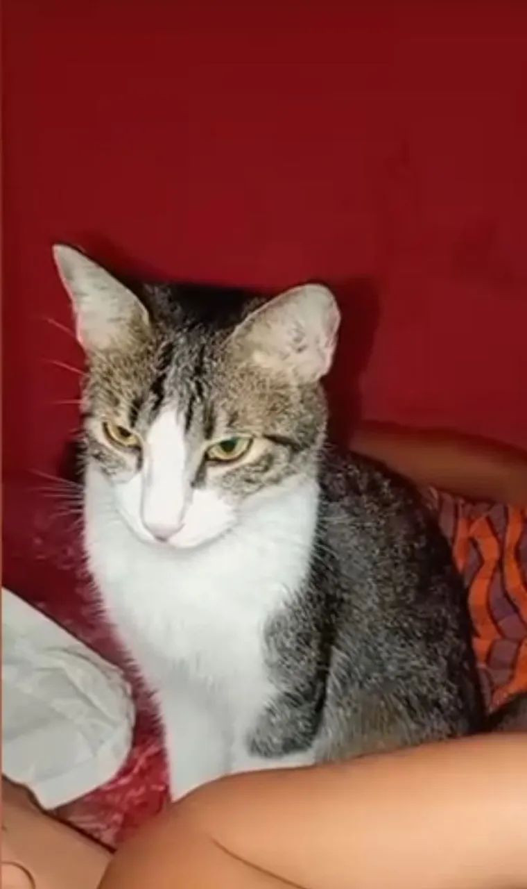 Estou doando esse gato macho com urgência 