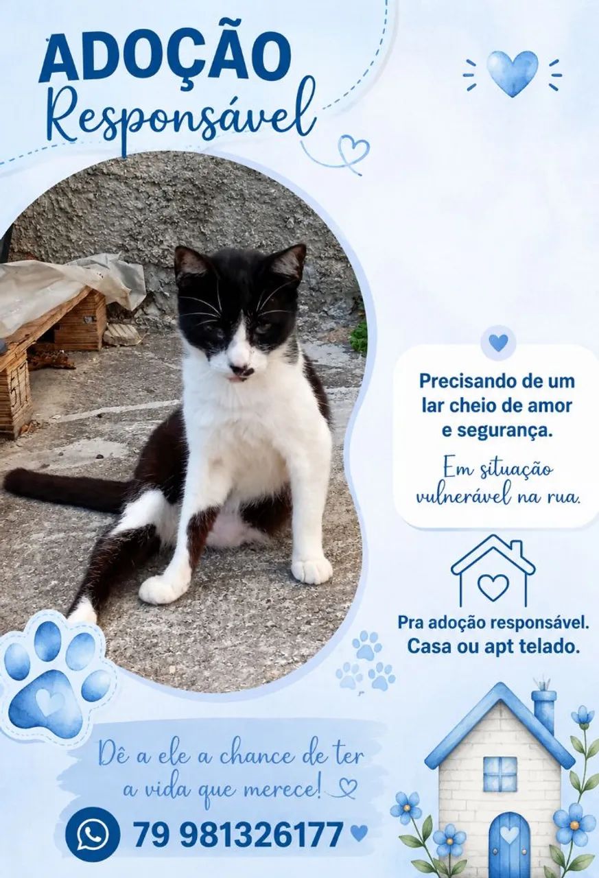 ADOÇÃO DE GATOS - Foto 4
