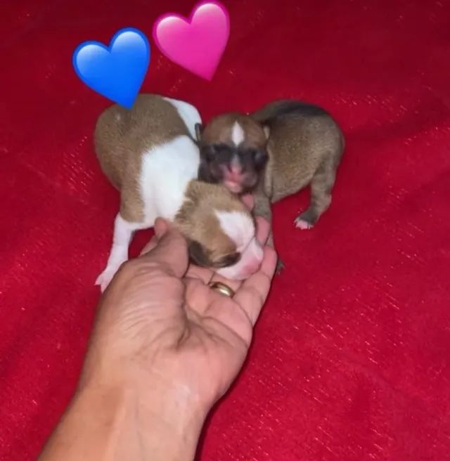   Filhotes Pinscher zero  - Foto 3