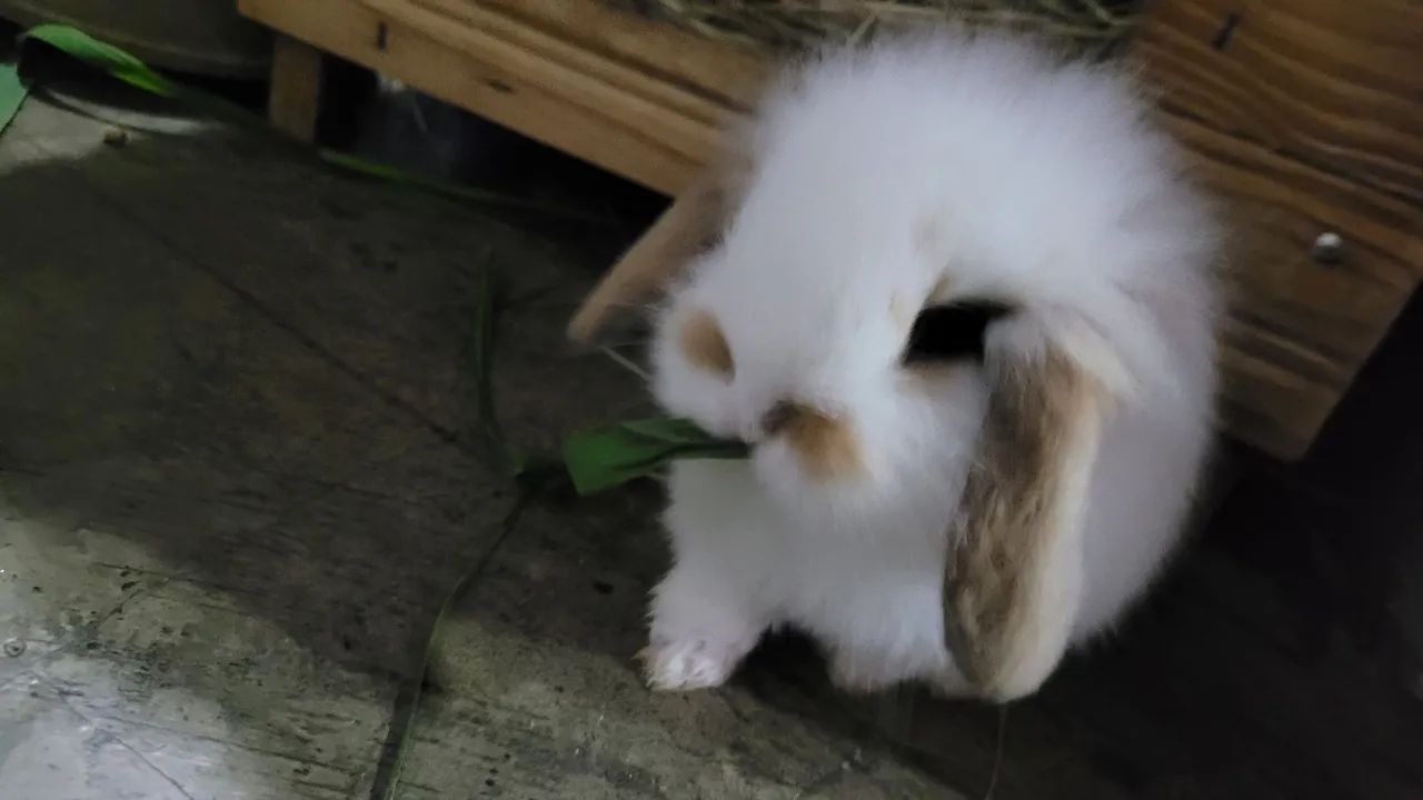 Mini Coelhos Fuzzy lop  - Foto 5