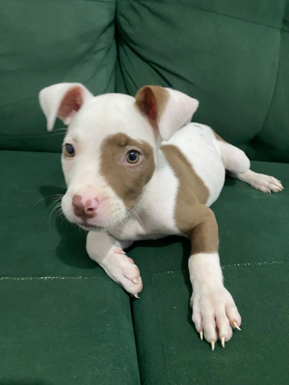Filhote de Pitbull 