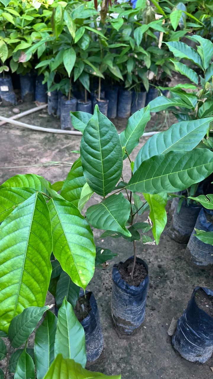RAMBUTAN Mudas  - Foto 2