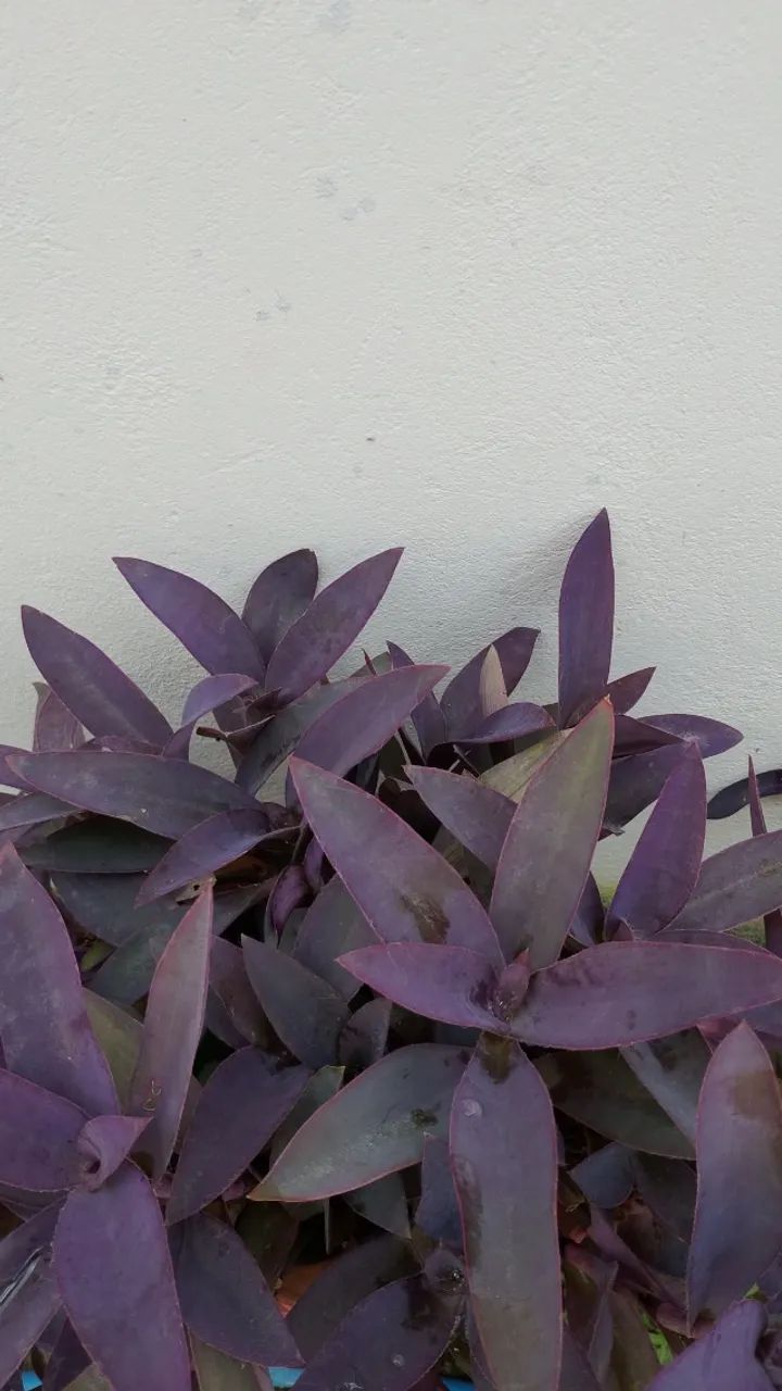 VENDO MUDAS DE CORAÇÃO ROXO  - Foto 2