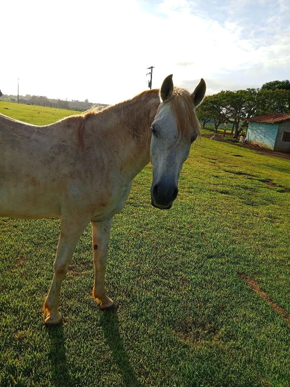 Vendo cavalo 