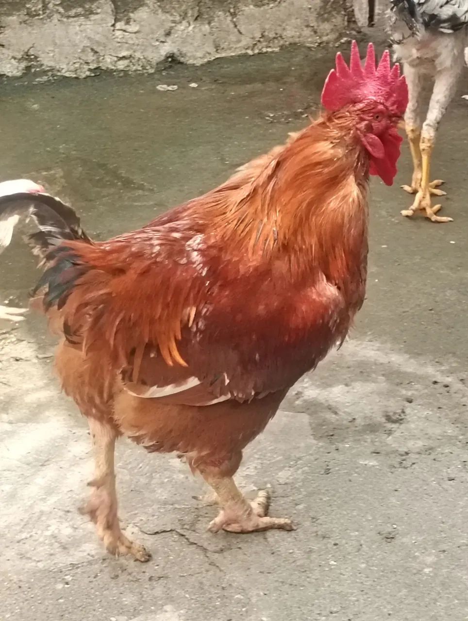 Galão - Foto 3