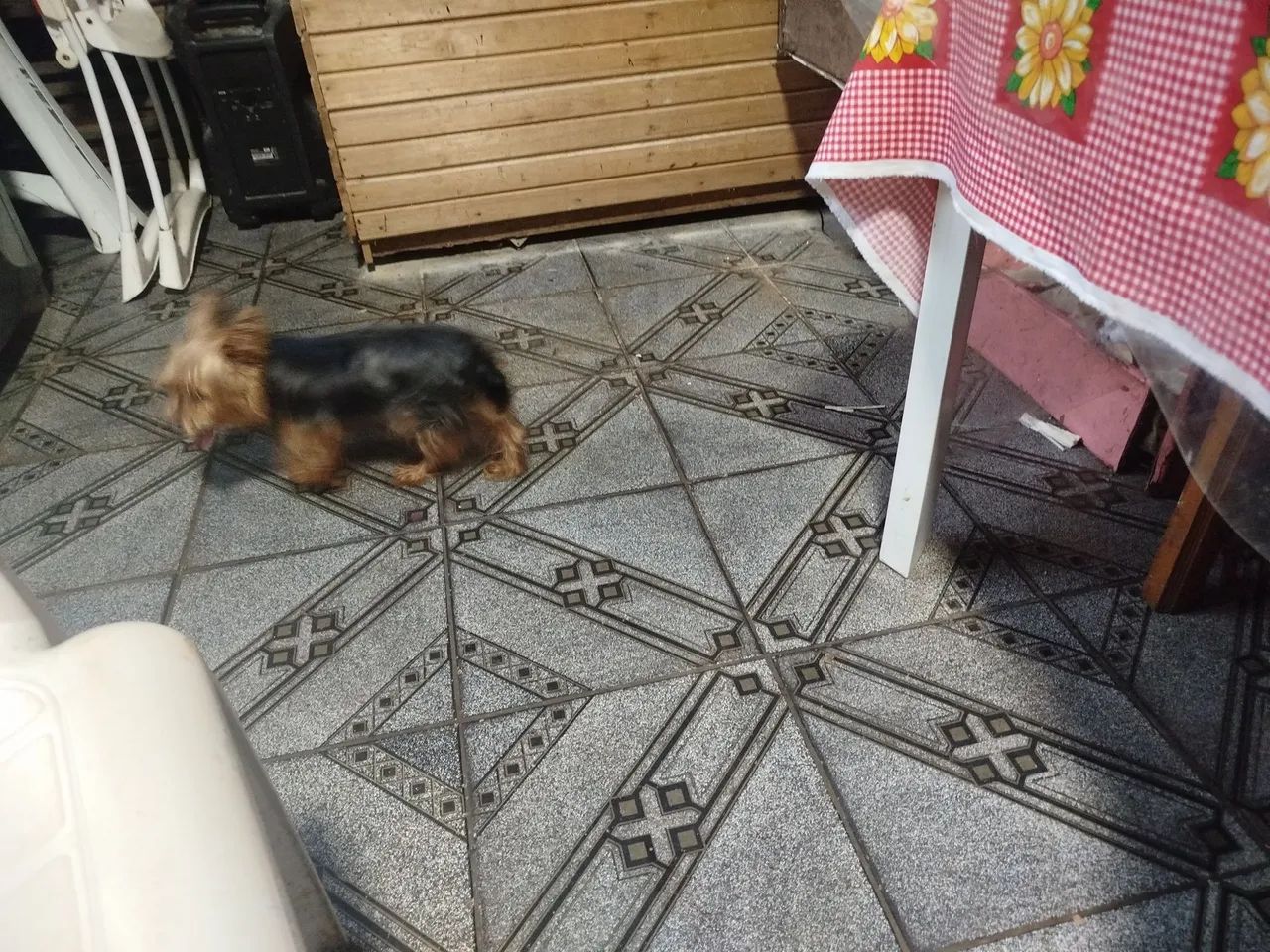 Cachorrinho yorkshire macho  - Foto 4