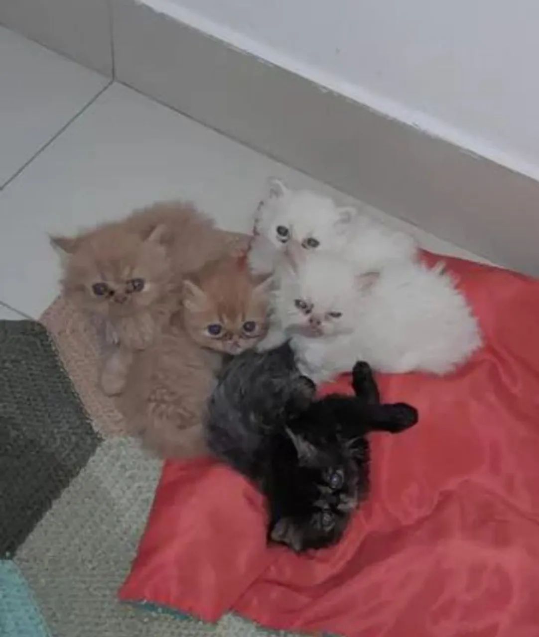 Vendo Filhotes Gato Persa  - Foto 6