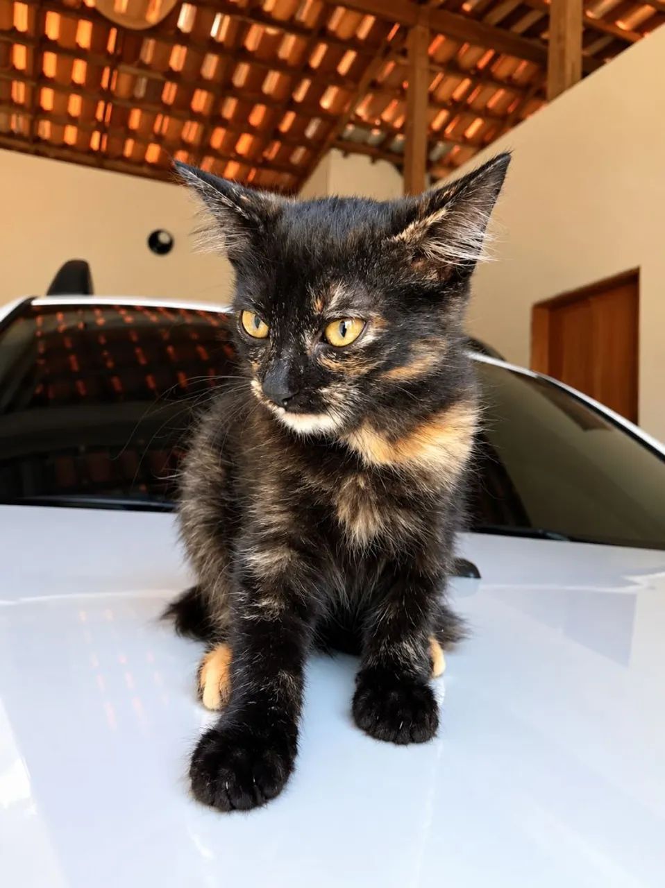 Gata filhote adocao