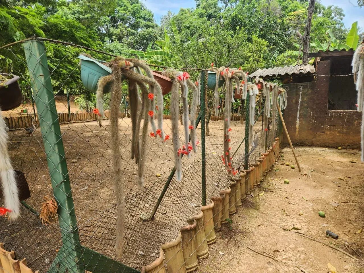 Imóvel para venda com 300 metros quadrados com 3 quartos em Centro - Caetanópolis - MG - Foto 4