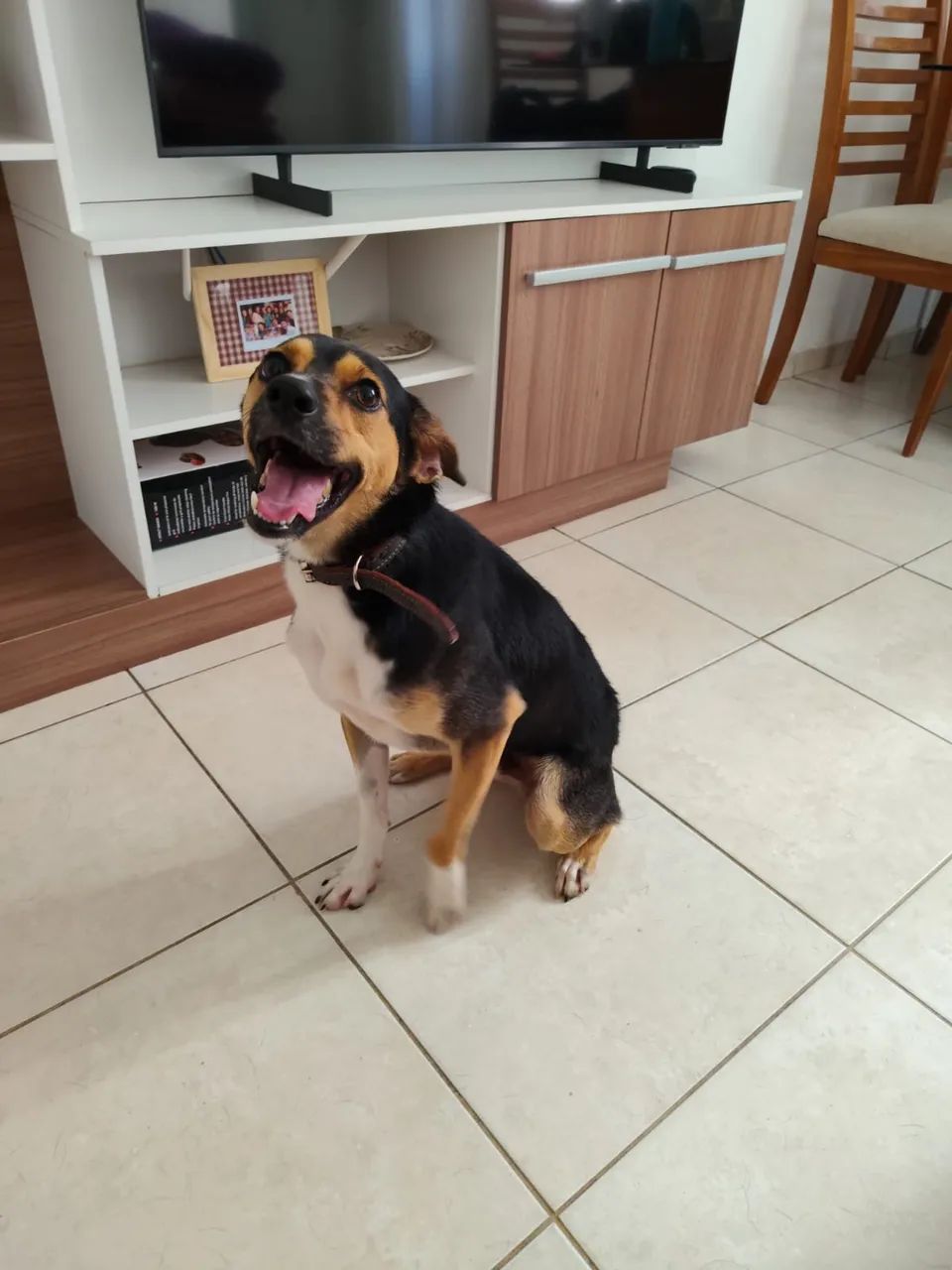 Cachorro dócil procurando um lar  - Foto 2