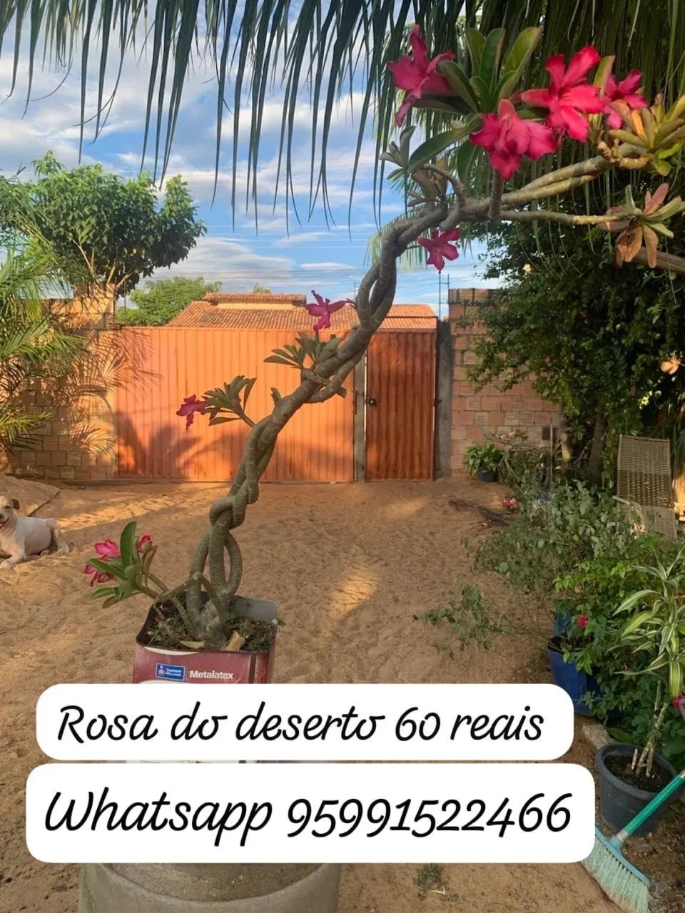 Rosa do deserto  - Foto 3