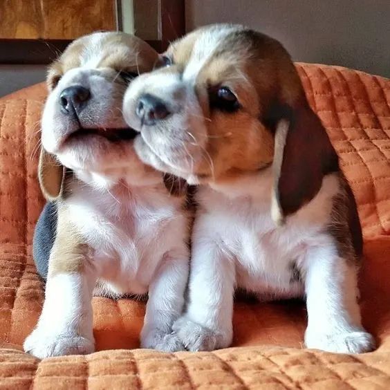 Beagle Machos e Femeas 