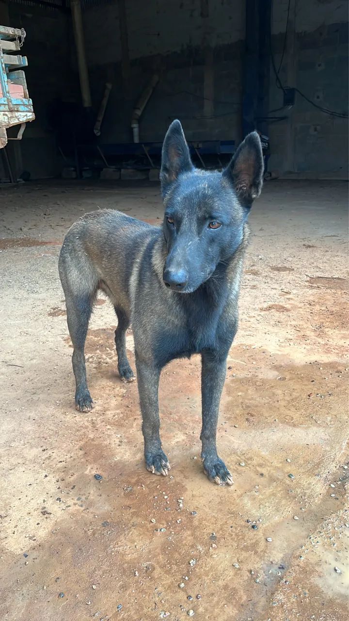 Pastor belga de malinois  - Foto 2