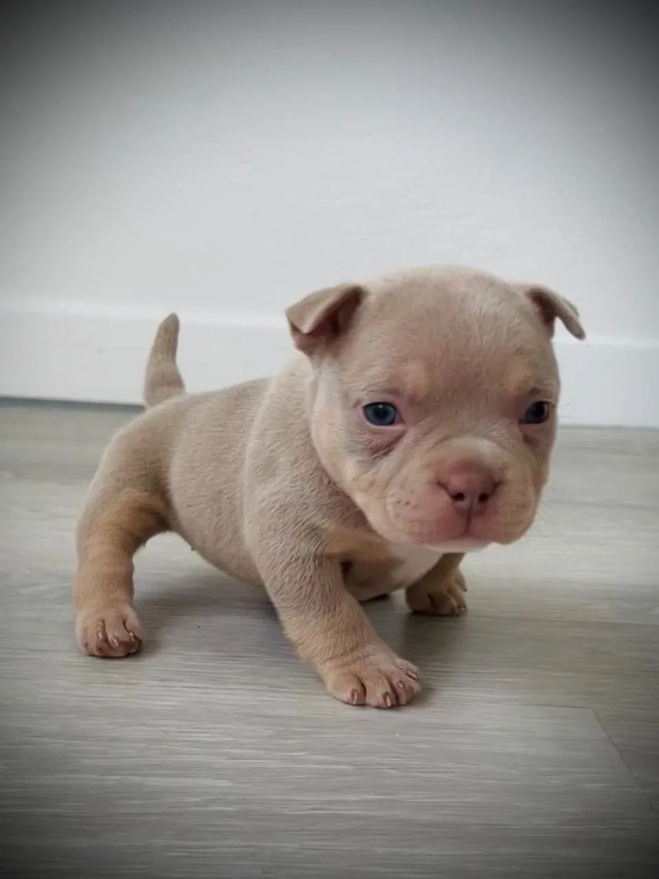American Bully - Temos Variações De Raças 
