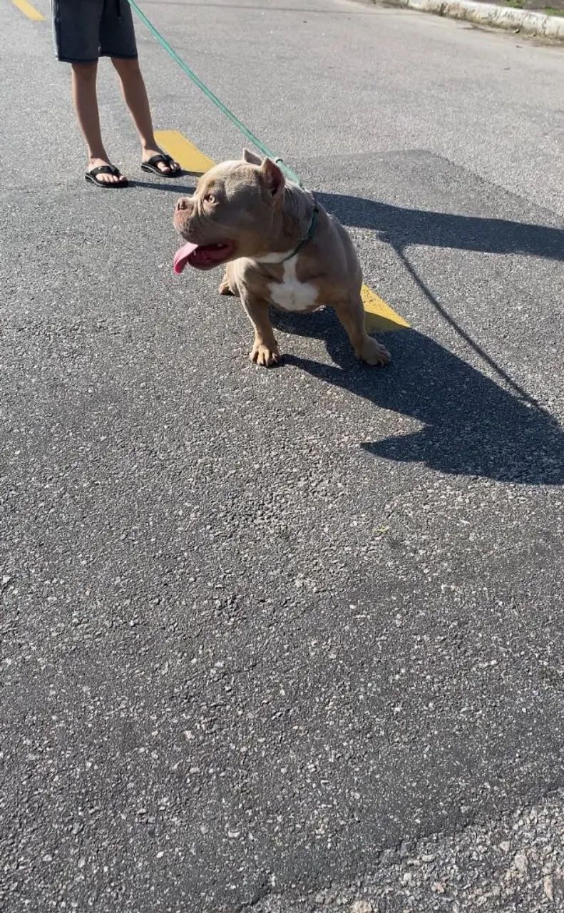 American Bully Micro  - Foto 2