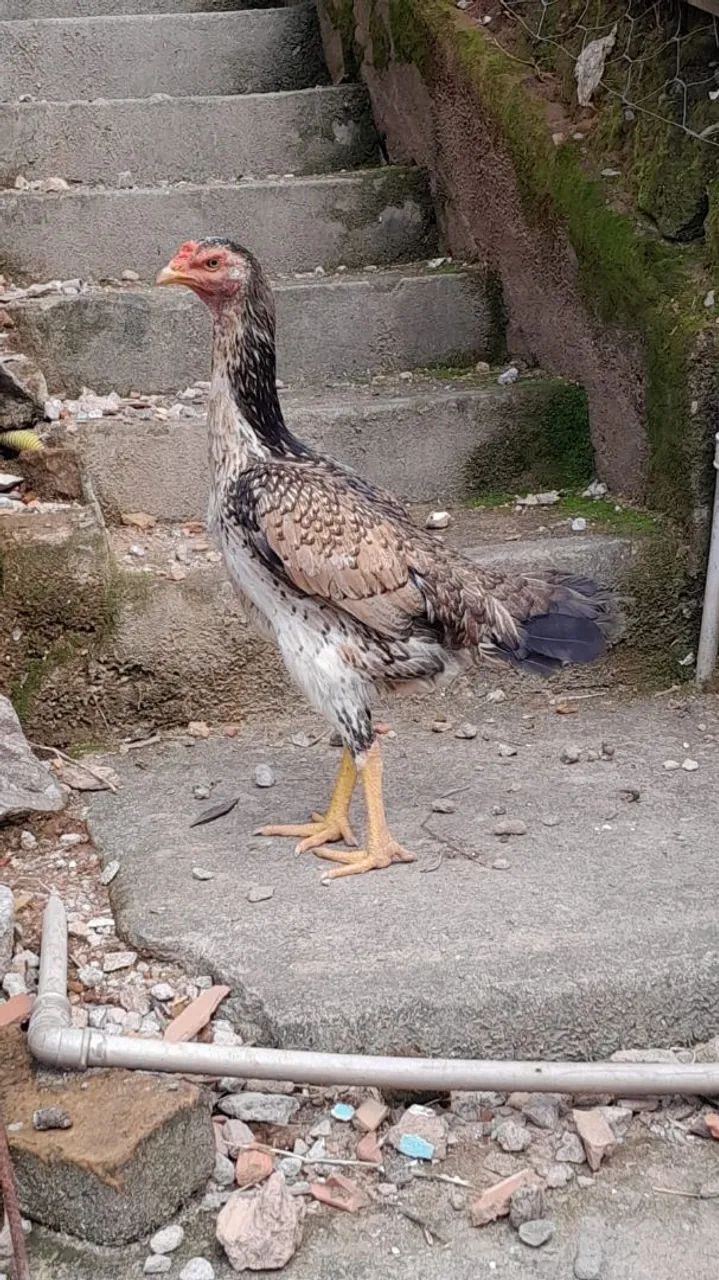 Galinha Índia Costeira  - Foto 2