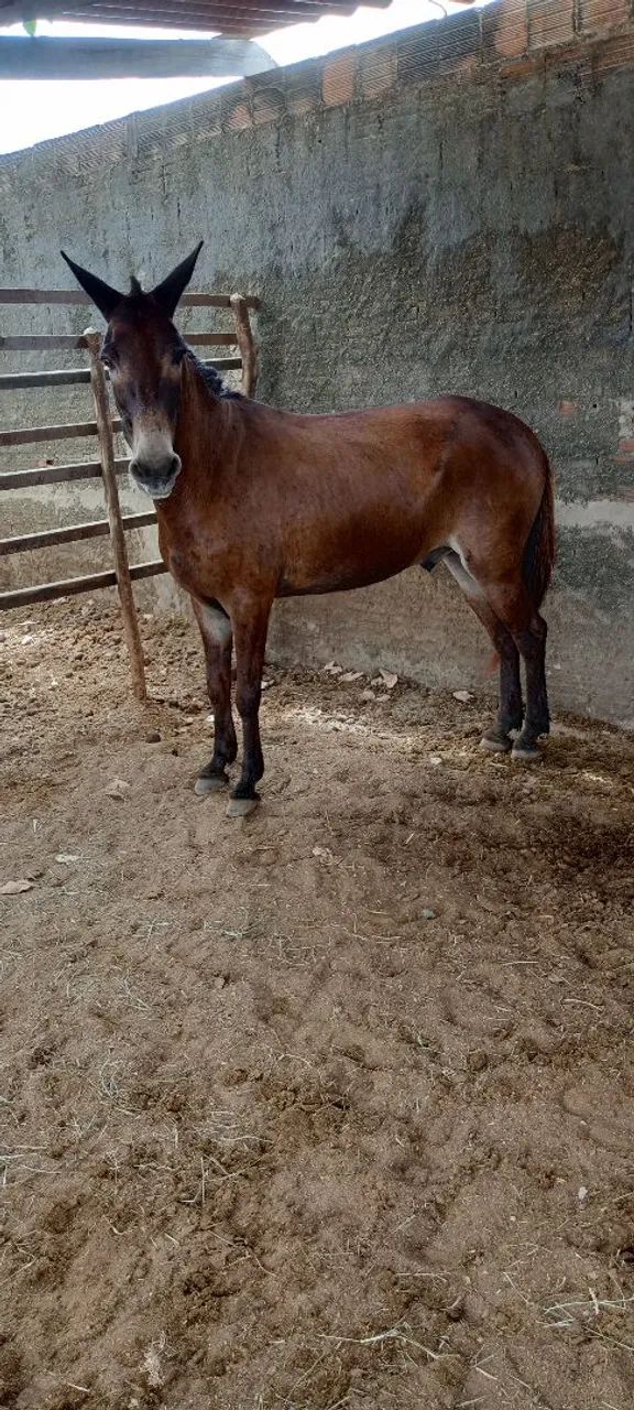 Burro Machador  - Foto 3