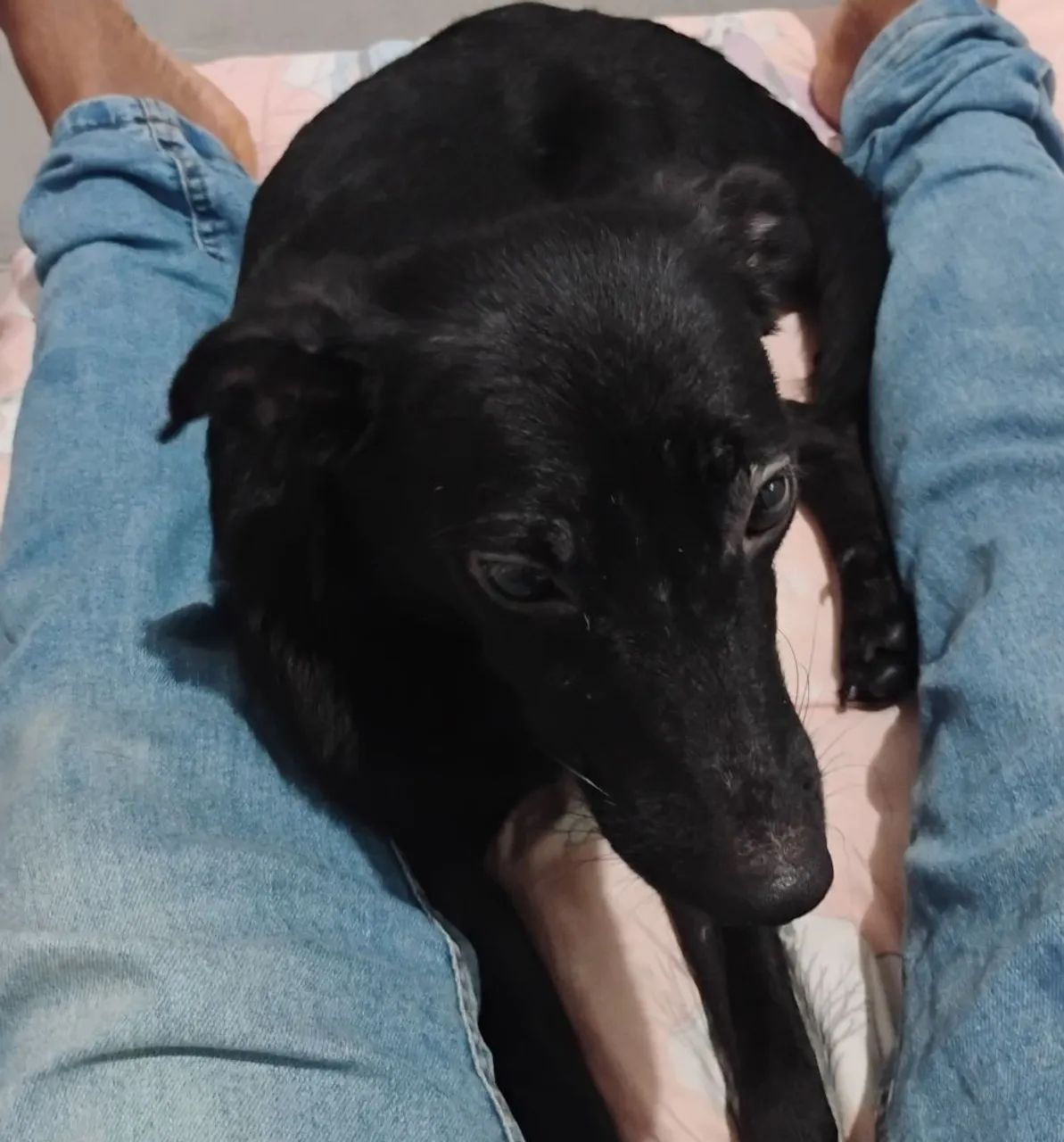 Petinho - Foto 3