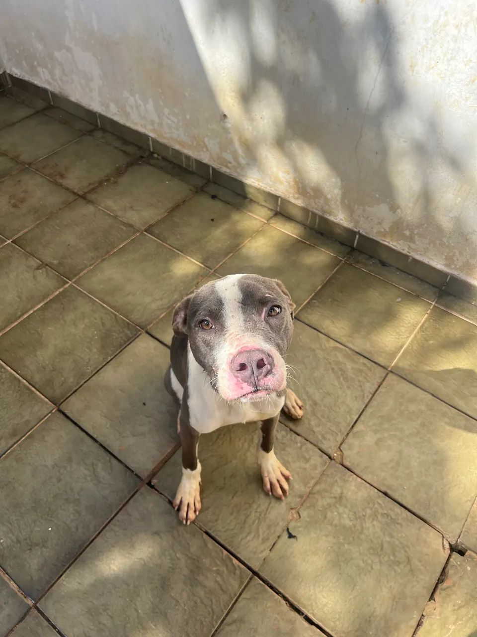 Adoção de PitBull - Foto 2