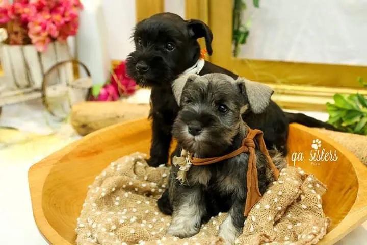 Schnauzer miniatura  - Foto 3